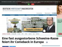 Bild zum Artikel: Eine fast ausgestorbene Schweine-Rasse feiert ihr Comeback in Europa