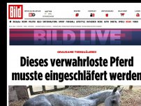 Bild zum Artikel: Grausame Tierquälerei! - Dieses verwahrloste Pferd musste eingeschläfert werden