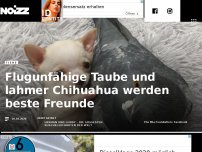 Bild zum Artikel: Flugunfähige Taube und lahmer Chihuahua werden beste Freunde