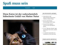 Bild zum Artikel: Diese Katze ist der wahrscheinlich hübscheste Unfall von Mutter Natur