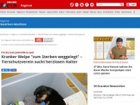 Bild zum Artikel: Velbert - Herzlos-Tat in Velbert: Kranker Welpe einfach ausgesetzt – kurz darauf ist er tot