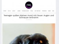 Bild zum Artikel: Teenager quälen kleinen Hund mit Feuer: Augen und Schnauze verbrannt