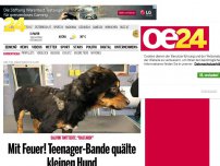 Bild zum Artikel: Mit Feuer! Teenager-Bande quälte kleinen Hund