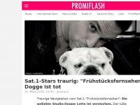 Bild zum Artikel: Sat.1-Stars traurig: 'Frühstücksfernsehen'-Dogge ist tot