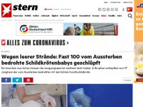 Bild zum Artikel: Brasilien: Wegen leerer Strände: Fast 100 vom Aussterben bedrohte Schildkrötenbabys geschlüpft