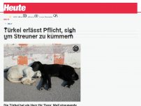 Bild zum Artikel: Türkei erlässt Pflicht, sich um Streuner zu kümmern