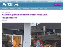 Bild zum Artikel: Käserei Alpenhain bezieht erneut Milch vom Prügel-Bauern