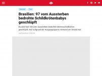 Bild zum Artikel: Brasilien: 97 vom Aussterben bedrohte Schildkrötenbabys geschlüpft