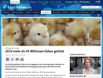 Bild zum Artikel: 2019 mehr als 45 Millionen Küken getötet