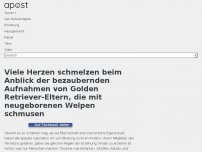Bild zum Artikel: Viele Herzen schmelzen beim Anblick der bezaubernden Aufnahmen von Golden Retriever-Eltern, die mit neugeborenen Welpen schmusen