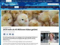 Bild zum Artikel: 2019 mehr als 45 Millionen Küken getötet