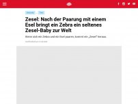 Bild zum Artikel: Zesel: Nach der Paarung mit einem Esel bringt ein Zebra ein seltenes Zesel-Baby zur Welt