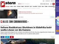 Bild zum Artikel: Kruger-Nationalpark: Seltene Raubkatzen: Lockdown in Südafrika ruft Weiße Löwen auf den Plan