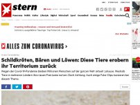 Bild zum Artikel: In der Coronakrise: Schildkröten, Bären und Löwen: Diese Tiere erobern ihr Territorium zurück