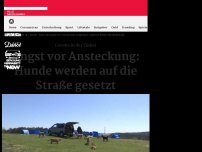 Bild zum Artikel: Aktivist füttert Straßenhunde