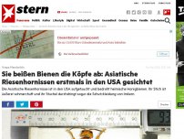 Bild zum Artikel: Vespa Mandarinia: Sie beißen Bienen die Köpfe ab: Asiatische Riesenhornissen erstmals in den USA gesichtet