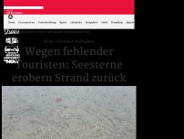 Bild zum Artikel: Hunderte Seesterne am Strand