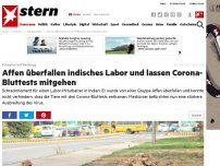 Bild zum Artikel: Primaten auf Raubzug: Affen überfallen indisches Labor und lassen Corona-Bluttests mitgehen