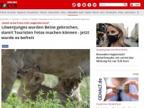 Bild zum Artikel: „Damit es bei Fotos nicht weglaufen kann“ - Löwenjunges wurden Beine gebrochen, damit Touristen Fotos machen können - jetzt wurde es befreit