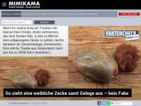 Bild zum Artikel: So sieht eine weibliche Zecke samt Gelege aus – kein Fake