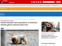 Bild zum Artikel: Tier kämpft um sein Leben - Polizei fahndet nach Autofahrer in Zwickau: Hündin gleich zweimal überrollt