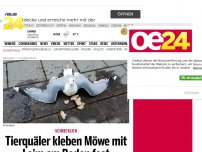 Bild zum Artikel: Tierquäler kleben Möwe mit Leim am Boden fest