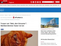 Bild zum Artikel: - Trauer um 'Bob, den Streuner': Weltberühmter Kater ist tot