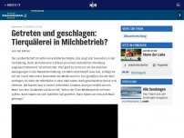 Bild zum Artikel: Getreten und geschlagen: Tierquälerei in einem Milchbetrieb?