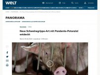 Bild zum Artikel: Neue Schweinegrippe-Art mit Pandemie-Potenzial entdeckt