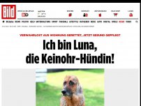 Bild zum Artikel: Paradies für Keinohr-Hündin - Auch ohne Lauscher wird Luna geliebt