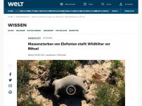 Bild zum Artikel: Massensterben von Elefanten stellt Wildhüter vor Rätsel