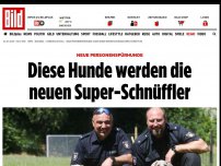 Bild zum Artikel: Neue Personenspürhunde - Diese Hunde werden die neuen Super-Schnüffler