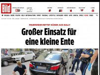 Bild zum Artikel: Feuerwehr rettet Küken - Großer Einsatz für eine kleine Ente