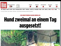 Bild zum Artikel: Wie kann man so herzlos sein - Hund zweimal an einem Tag ausgesetzt!