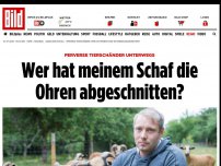 Bild zum Artikel: Perverse Tierschänder unterwegs - Wer hat meinem Schaf die Ohren abgeschnitten?