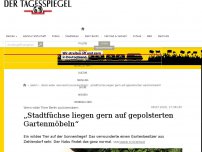 Bild zum Artikel: „Stadtfüchse liegen gern auf gepolsterten Gartenmöbeln“