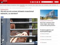 Bild zum Artikel: Gastkommentar - Ob sich so ein armes Schwein manchmal wünscht, zu sterben?