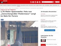 Bild zum Artikel: Flughund auf den Philippinen  - 1,70 Meter Spannweite: Foto von „menschengroßer Fledermaus“ sorgt im Netz für Furore