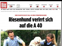 Bild zum Artikel: Zu groß für den Streifenwagen - Riesenhund verirrt sich auf die A 40