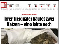 Bild zum Artikel: Horror-Fund in Graz - Tierquäler häutet zwei Katzen – eine lebte noch