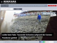 Bild zum Artikel: Leider kein Fake: Tausende Schweine aufgrund der Corona-Pandemie getötet