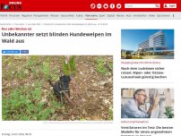 Bild zum Artikel: Nur zehn Wochen alt - Unbekannter setzt blinden Hundewelpen im Wald aus