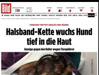Bild zum Artikel: Tierarzt rettet gequälten Rüden - Halsband-Kette wuchs Hund tief in die Haut