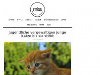 Bild zum Artikel: Jugendliche vergewaltigen junge Katze bis sie stirbt