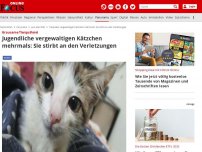 Bild zum Artikel: Grausame Tierquälerei - Jugendliche vergewaltigen Kätzchen mehrmals: Sie stirbt an den Verletzungen