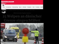 Bild zum Artikel: Weil sie keine Papiere hatten: 25 Welpen an dänischer Grenze eingeschläfert