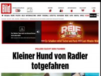 Bild zum Artikel: Polizei sucht den Fahrer - Kleiner Hund von Radler totgefahren