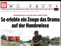 Bild zum Artikel: Boxerdame Bella erstochen - So erlebte ein Zeuge das Drama auf der Hundewiese