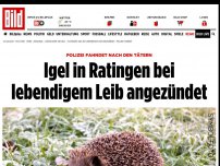 Bild zum Artikel: Polizei fahndet nach Tätern - Igel bei lebendigem Leib angezündet