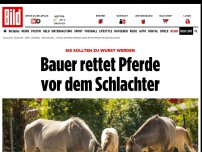 Bild zum Artikel: Sie sollten zu Wurst werden - Bauer rettet Pferde vor dem Schlachter